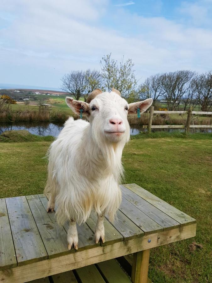 Noddfa Farm Guest House Haverfordwest Bagian luar foto